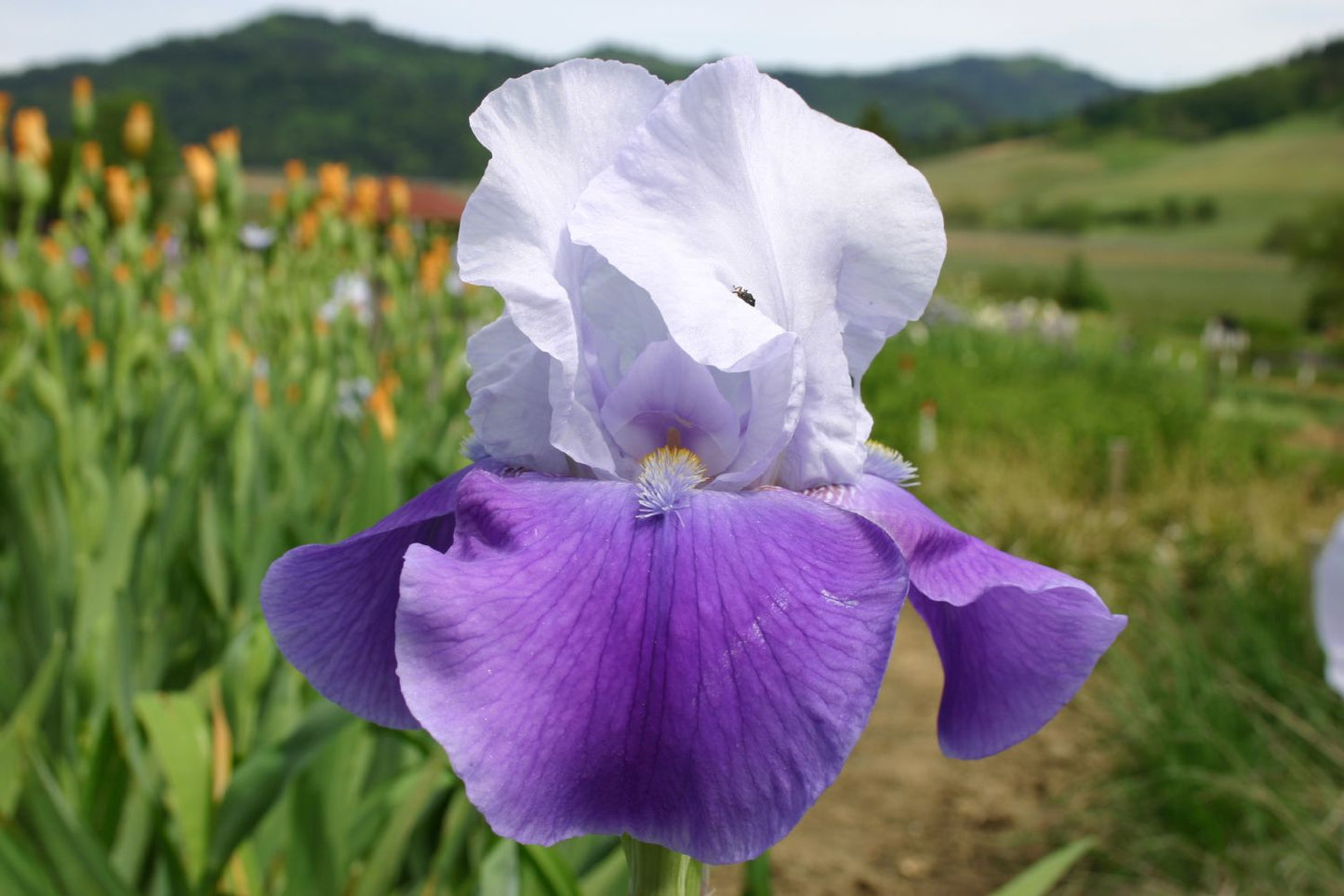 Iris Barbata-Elatior 'Helen von Zeppelin' Hohe Bartschwertlilie