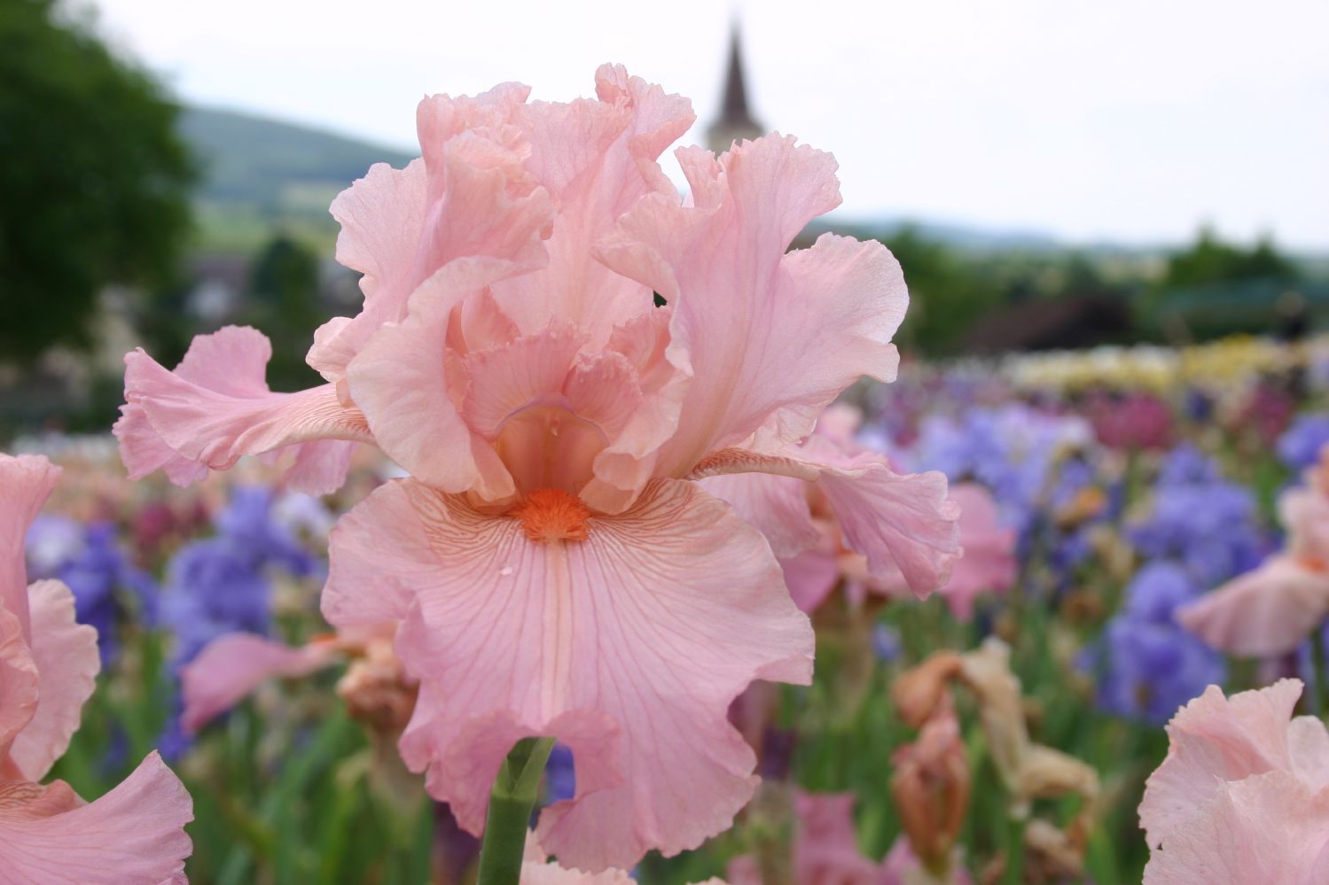 Iris Barbata-Elatior 'Helene C' Hohe Bartschwertlilie