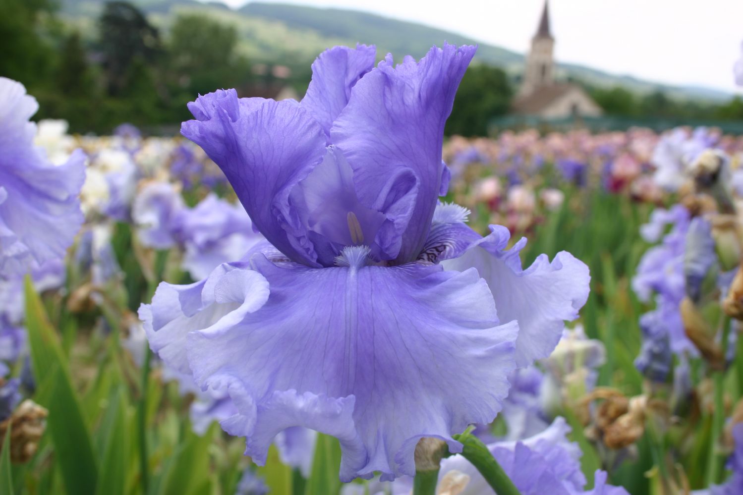 Iris Barbata-Elatior 'Honky Tonk Blues' Hohe Bartschwertlilie