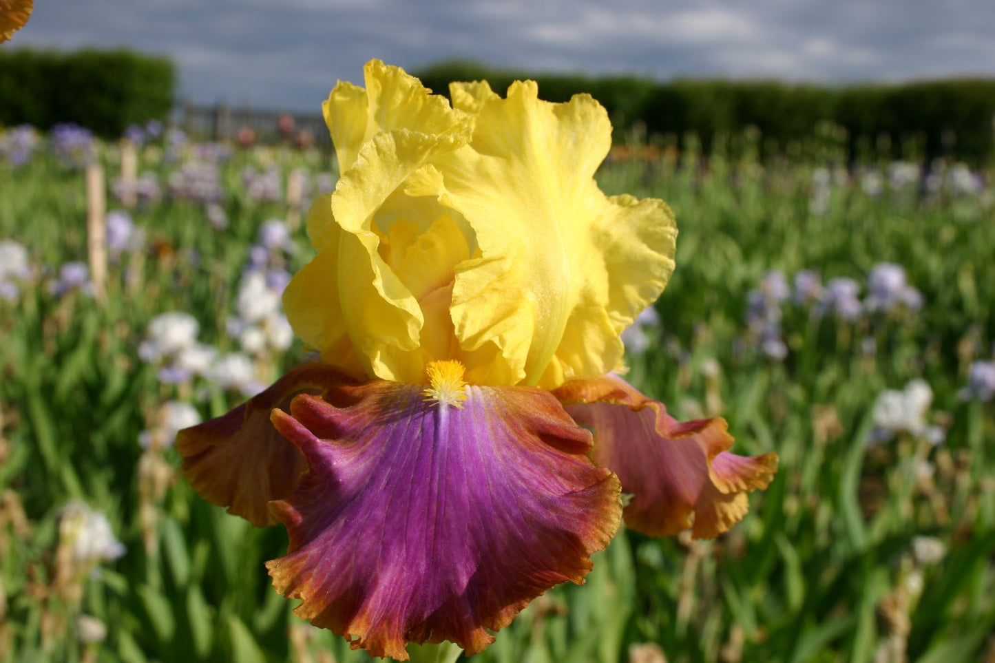 Iris Barbata-Elatior 'Intrépide' Hohe Bartschwertlilie