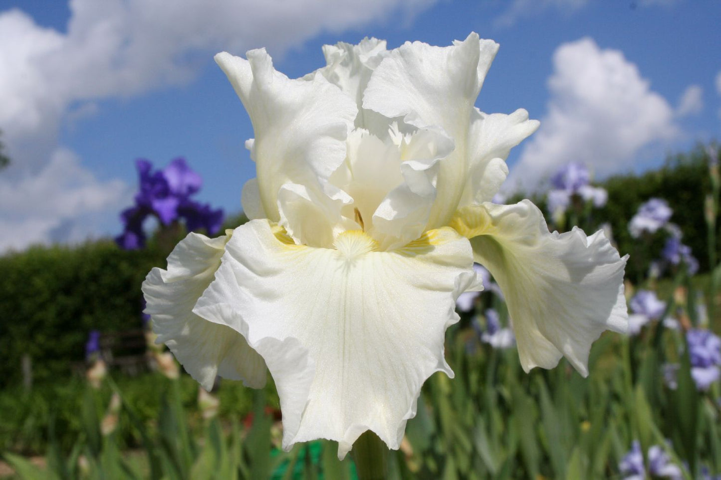Iris Barbata-Elatior 'Leda's Lover' Hohe Bartschwertlilie