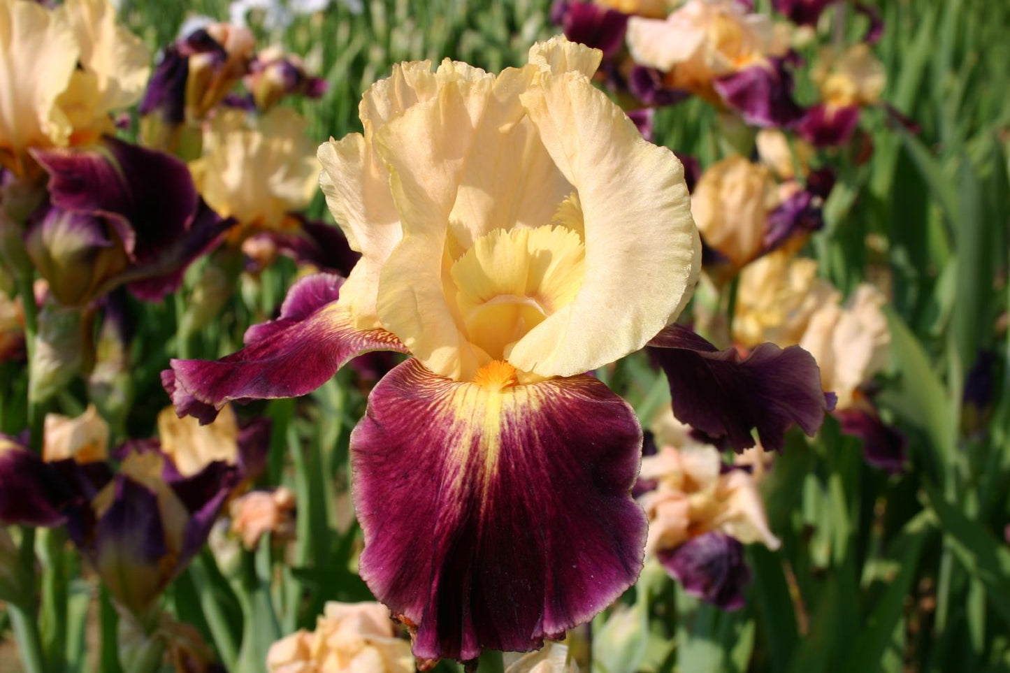 Iris Barbata-Elatior 'Let's Boogie' Hohe Bartschwertlilie