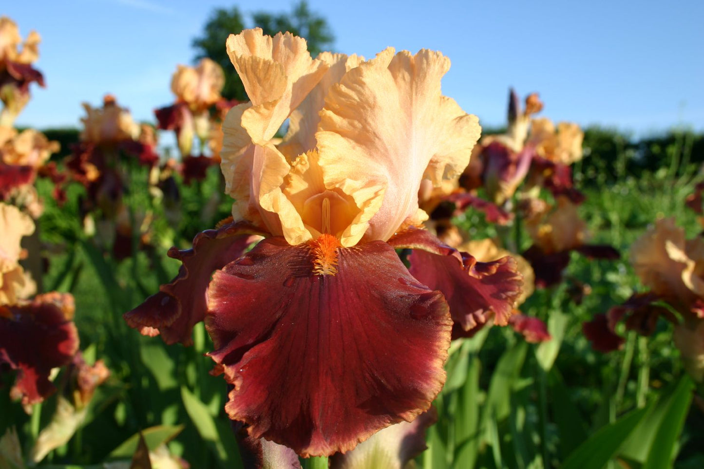Iris Barbata-Elatior 'Marie Jose Nat' Hohe Bartschwertlilie