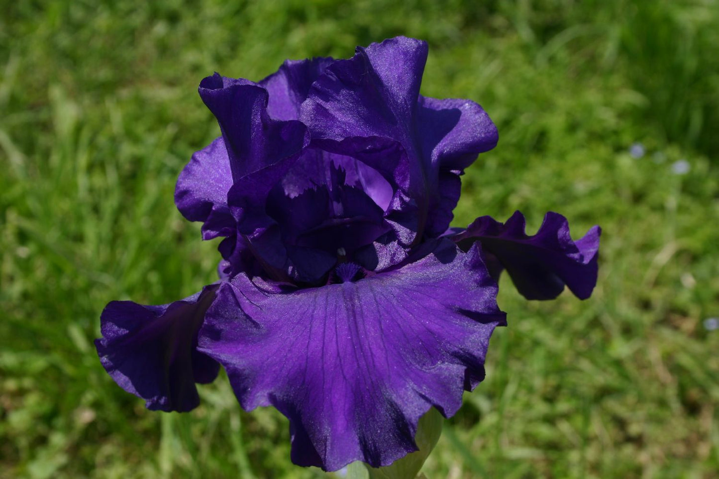 Iris Barbata-Elatior 'Maui Magic' Hohe Bartschwertlilie