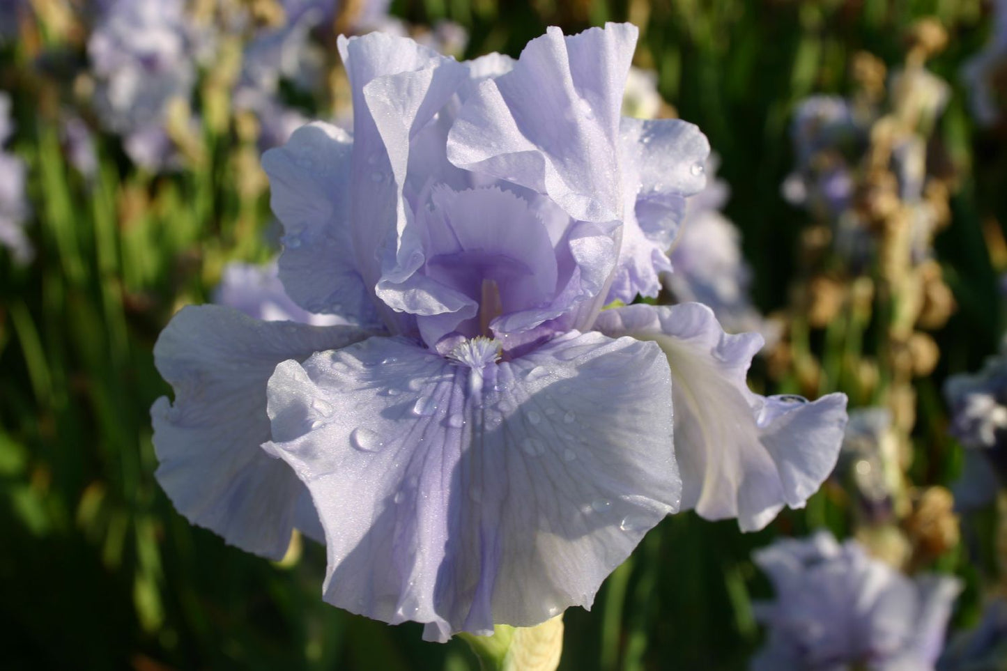 Iris Barbata-Elatior 'Maui Surf' Hohe Bartschwertlilie