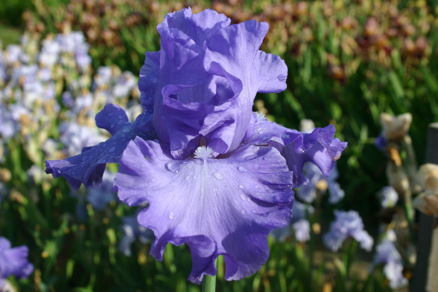 Iris Barbata-Elatior 'Mer du Sud' Hohe Bartschwertlilie