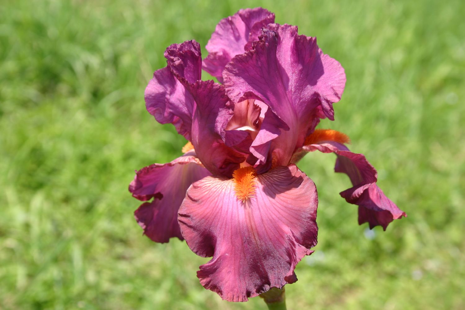 Iris Barbata-Elatior 'Mulled Wine' Hohe Bartschwertlilie
