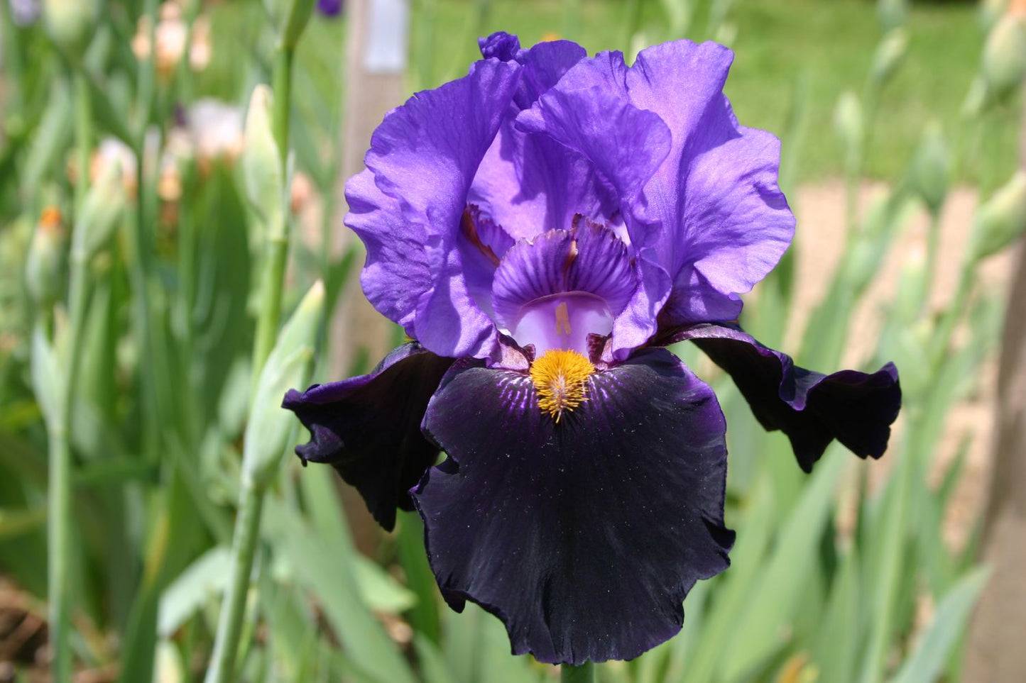 Iris Barbata-Elatior 'Mystérieux' Hohe Bartschwertlilie
