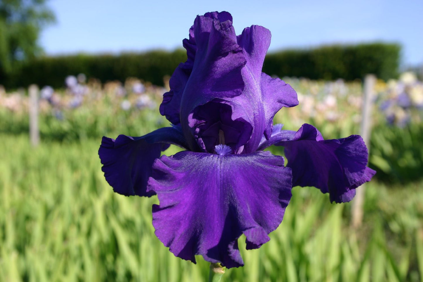 Iris Barbata-Elatior 'Navy Strutt' Hohe Bartschwertlilie