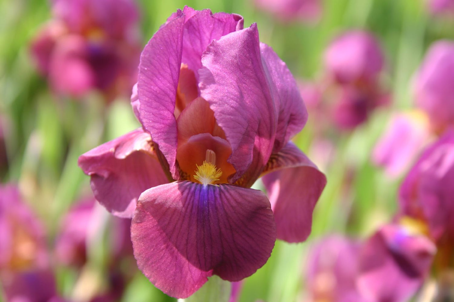 Iris Barbata-Elatior 'New Idea' Hohe Bartschwertlilie
