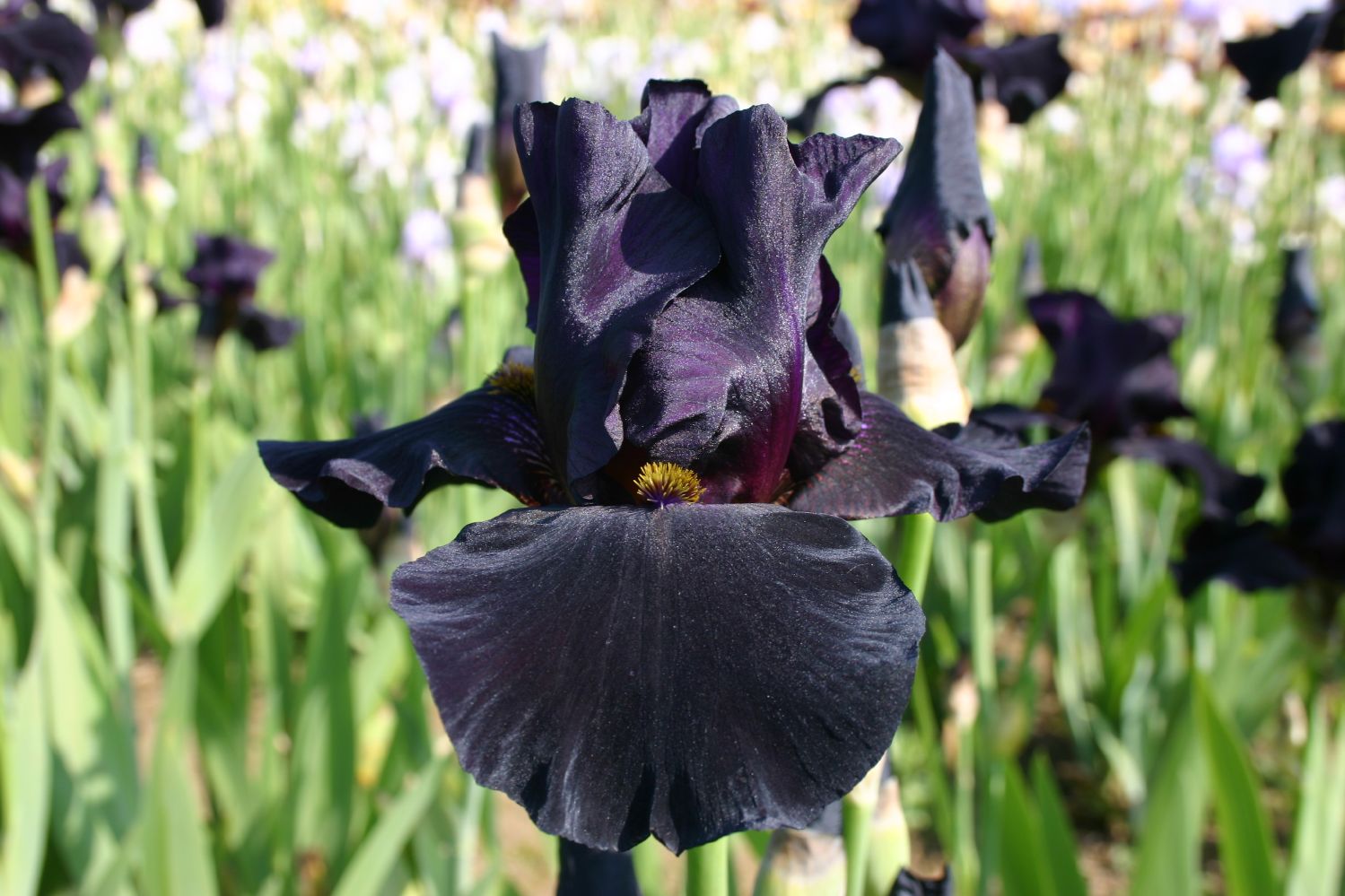 Iris Barbata-Elatior 'Old Black Magic' Hohe Bartschwertlilie
