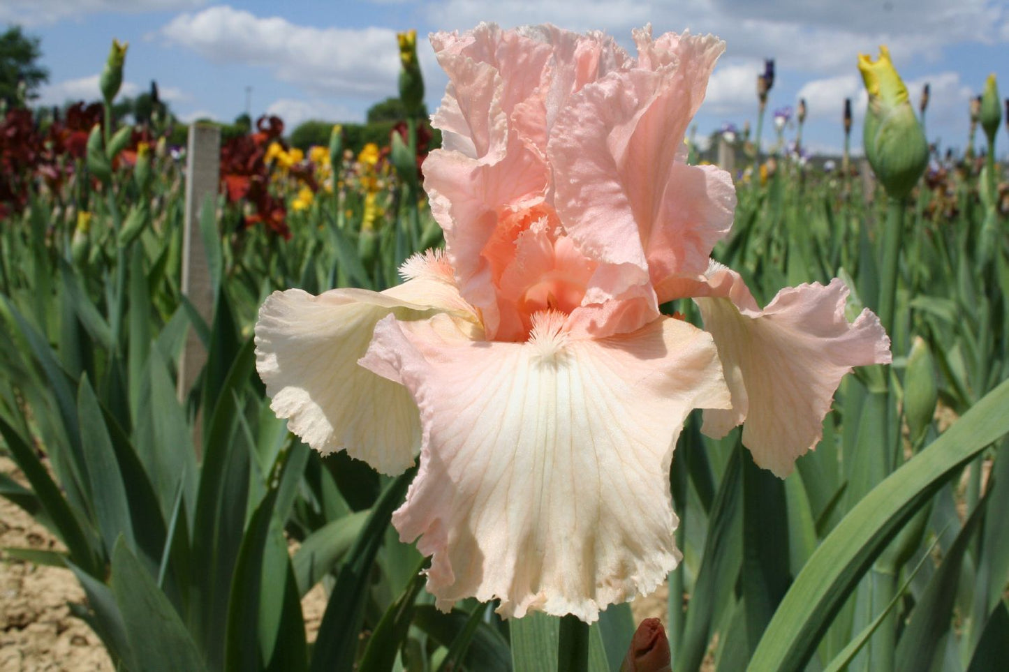 Iris Barbata-Elatior 'Perle Rose' Hohe Bartschwertlilie