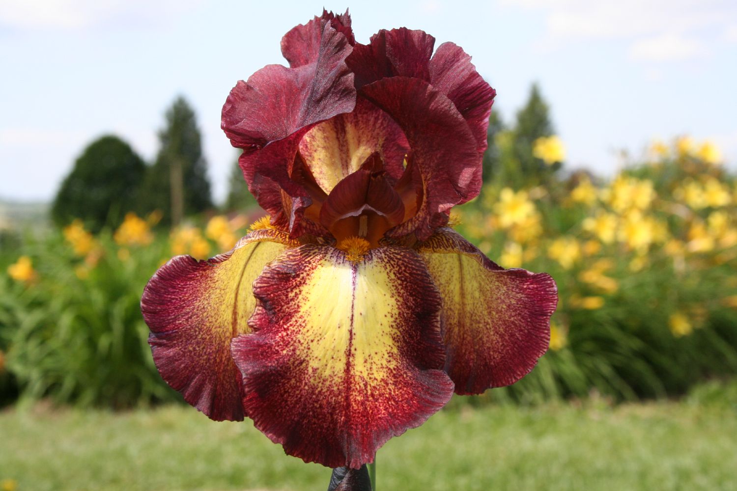 Iris Barbata-Elatior 'Provencal' Hohe Bartschwertlilie