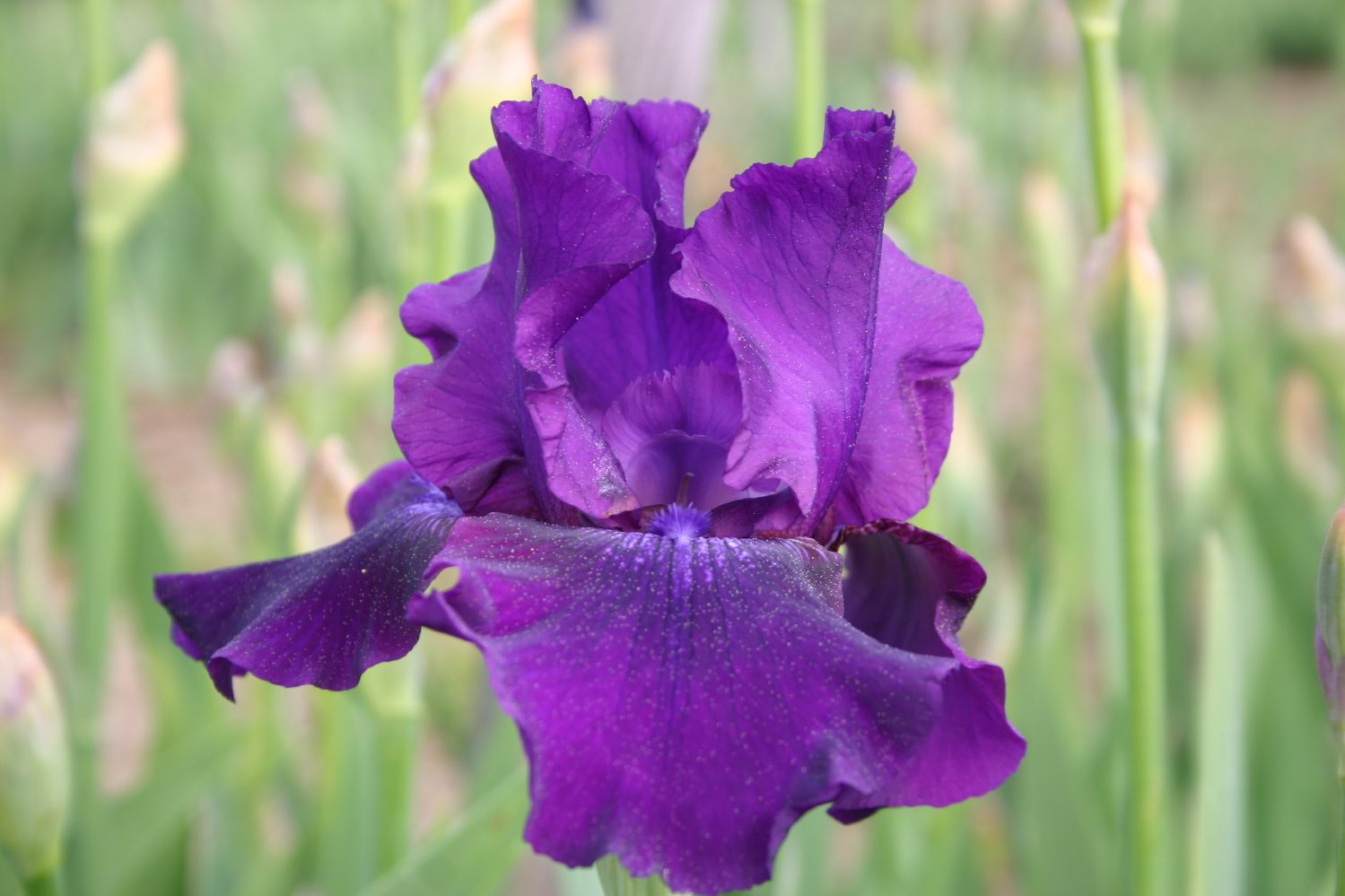 Iris Barbata-Elatior 'Rosalie Figge' Hohe Bartschwertlilie
