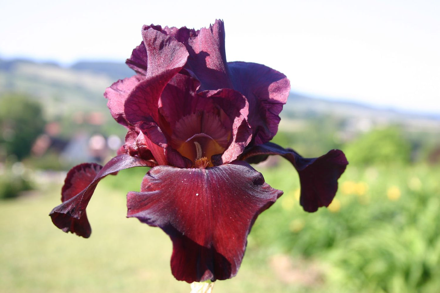 Iris Barbata-Elatior 'Royal Trumpeter' Hohe Bartschwertlilie