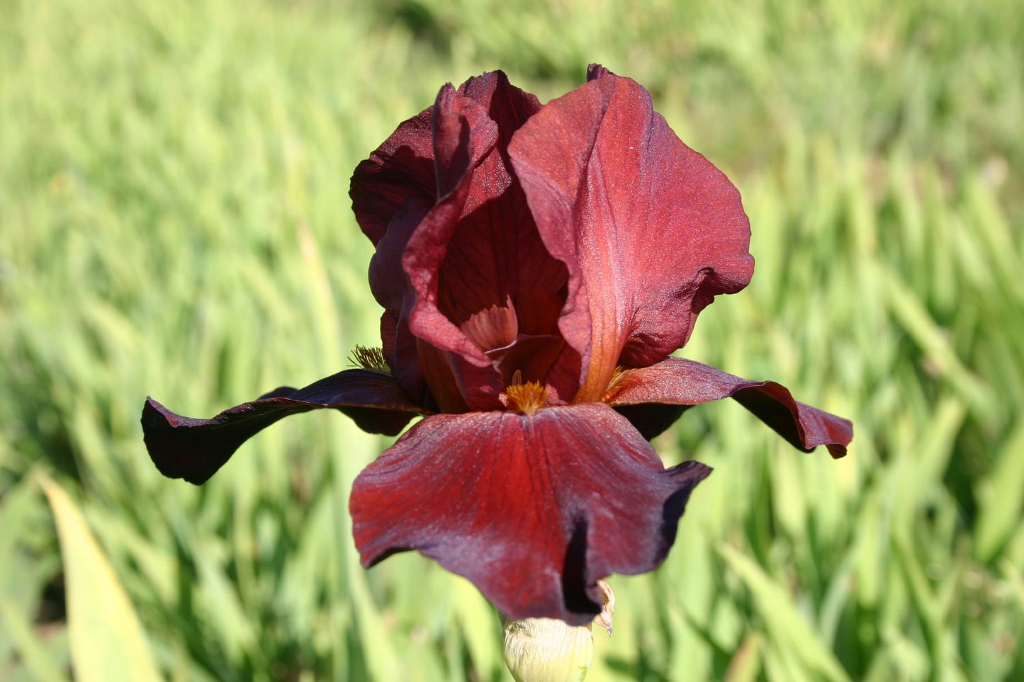 Iris Barbata-Elatior 'Spartan' Hohe Bartschwertlilie