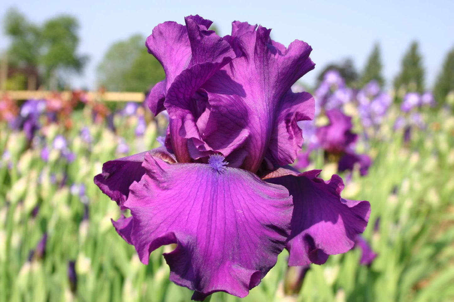 Iris Barbata-Elatior 'Sultry Mood Hohe Bartschwertlilie