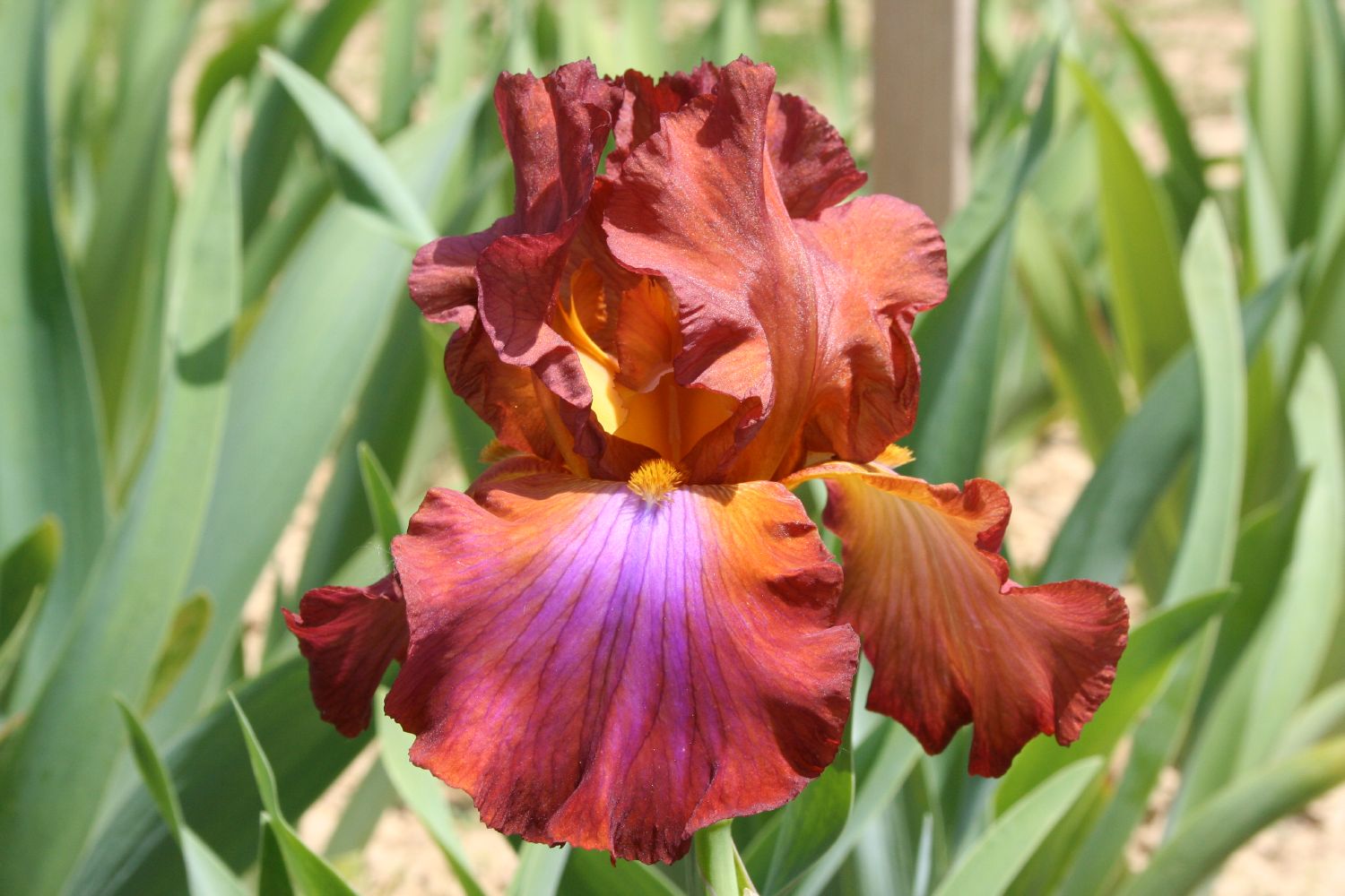 Iris Barbata-Elatior 'Terre de Feu' Hohe Bartschwertlilie
