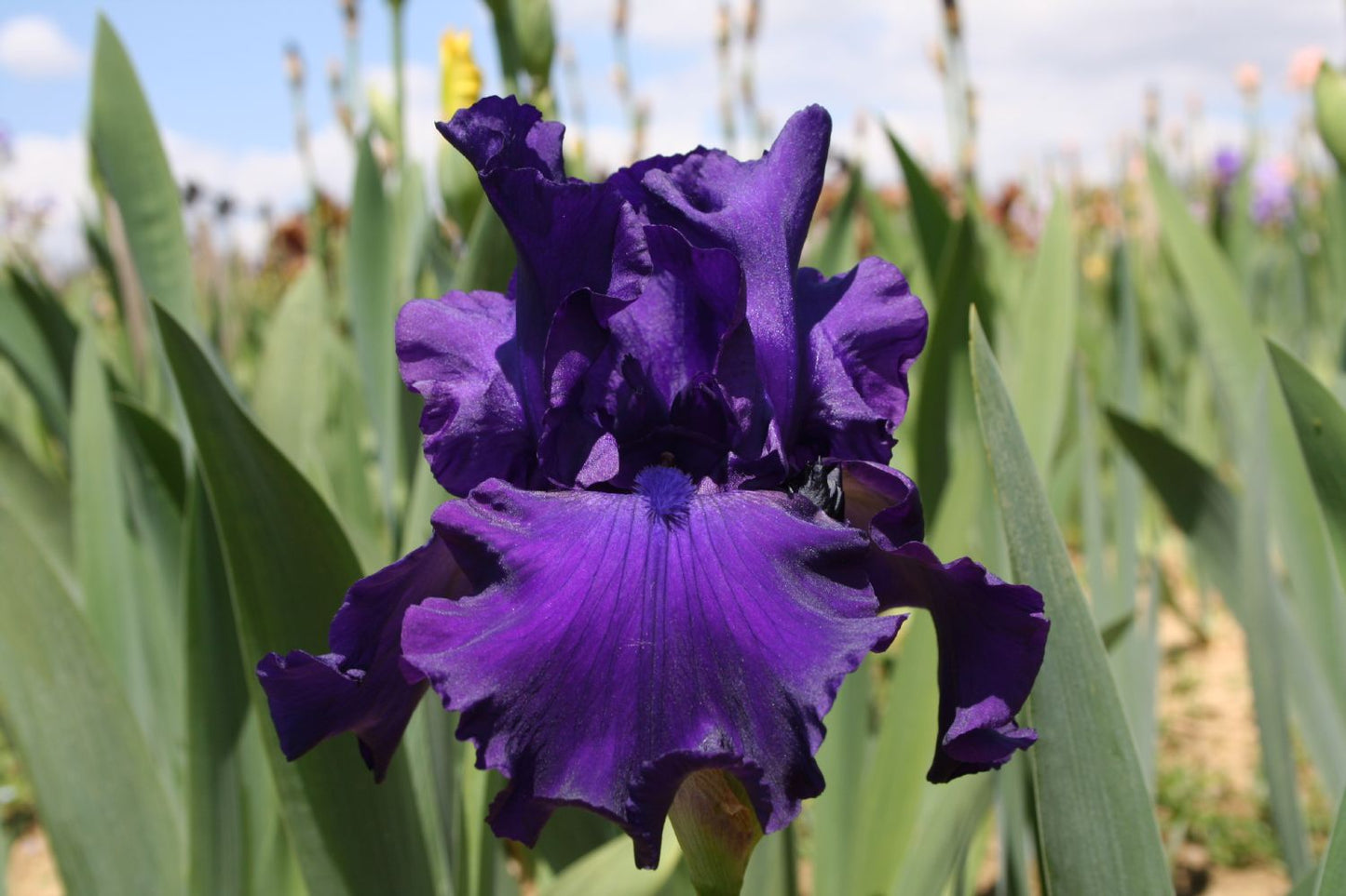 Iris Barbata-Elatior 'Titan's Glory' Hohe Bartschwertlilie