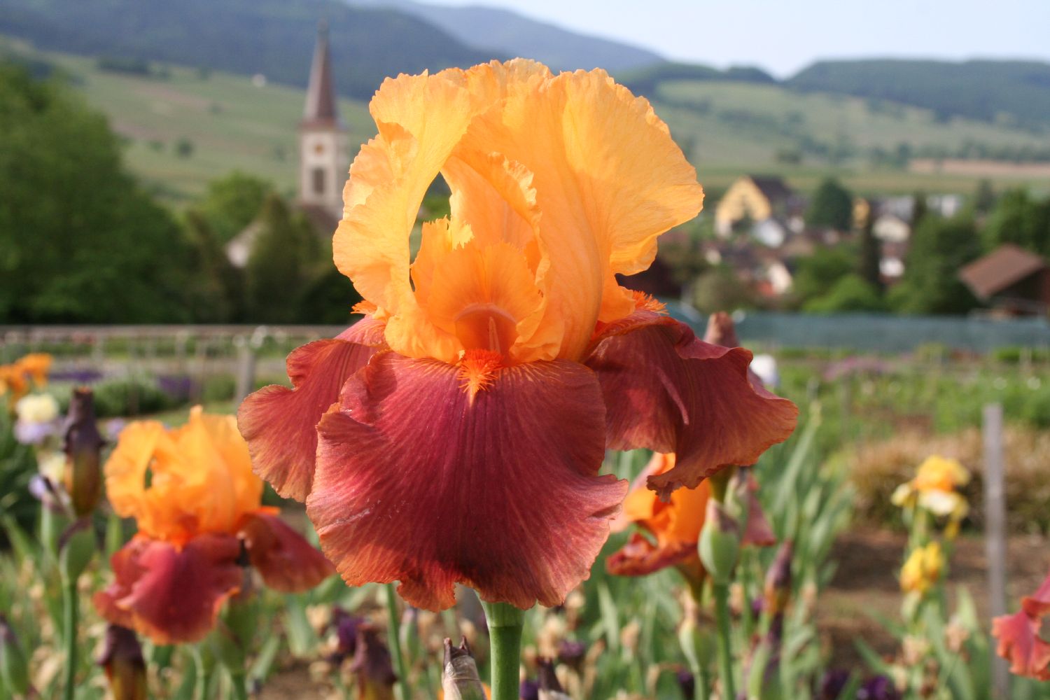 Iris Barbata-Elatior 'Torero' Hohe Bartschwertlilie