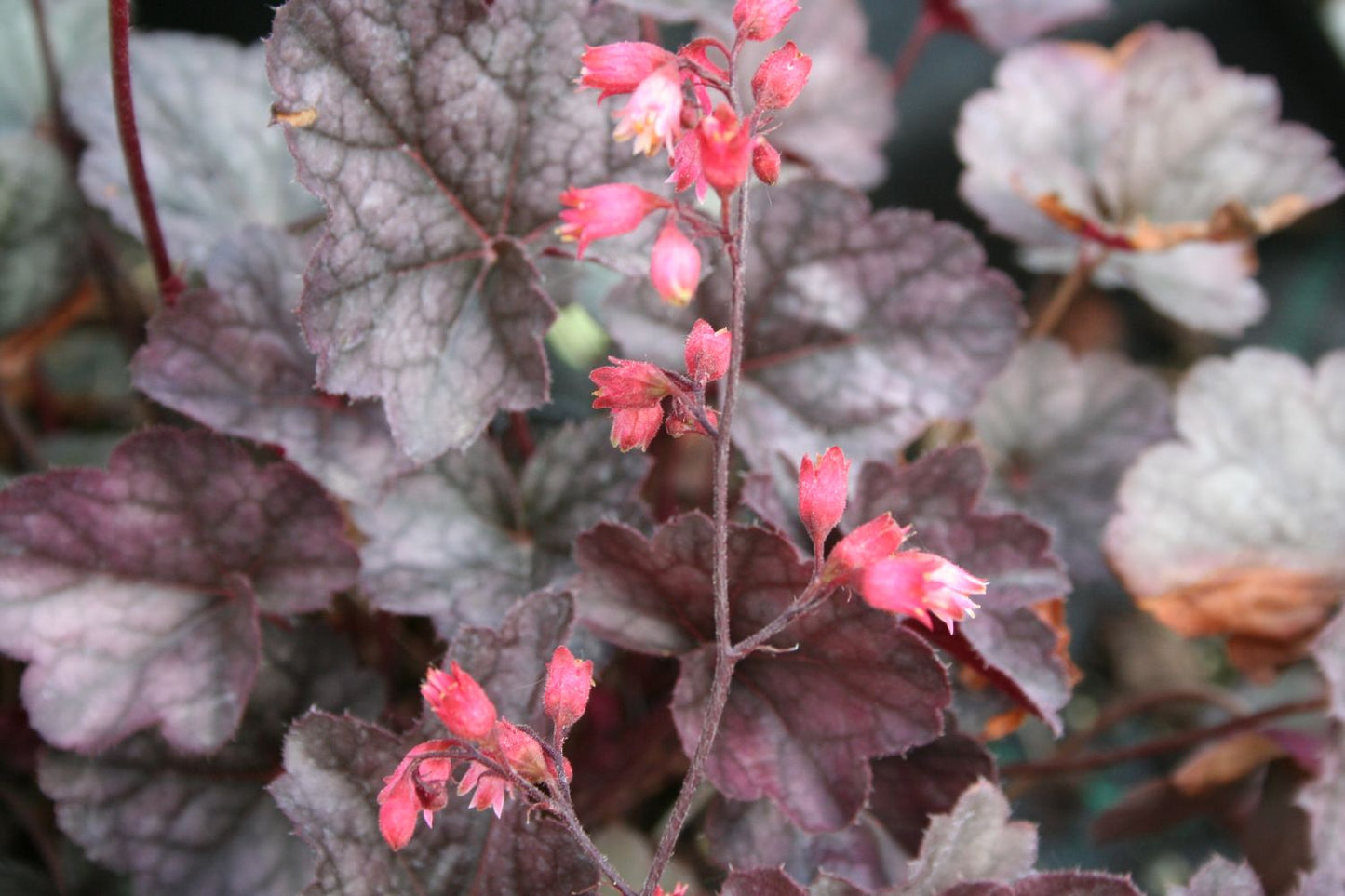 Heuchera 'Swirling Fantasy' Purpurglöckchen