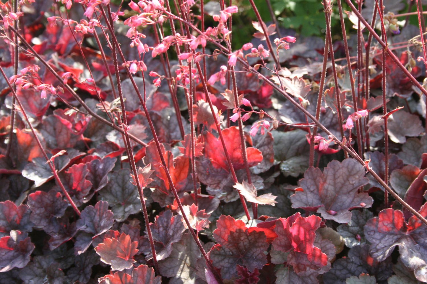Heuchera 'Swirling Fantasy' (Purpurglöckchen)