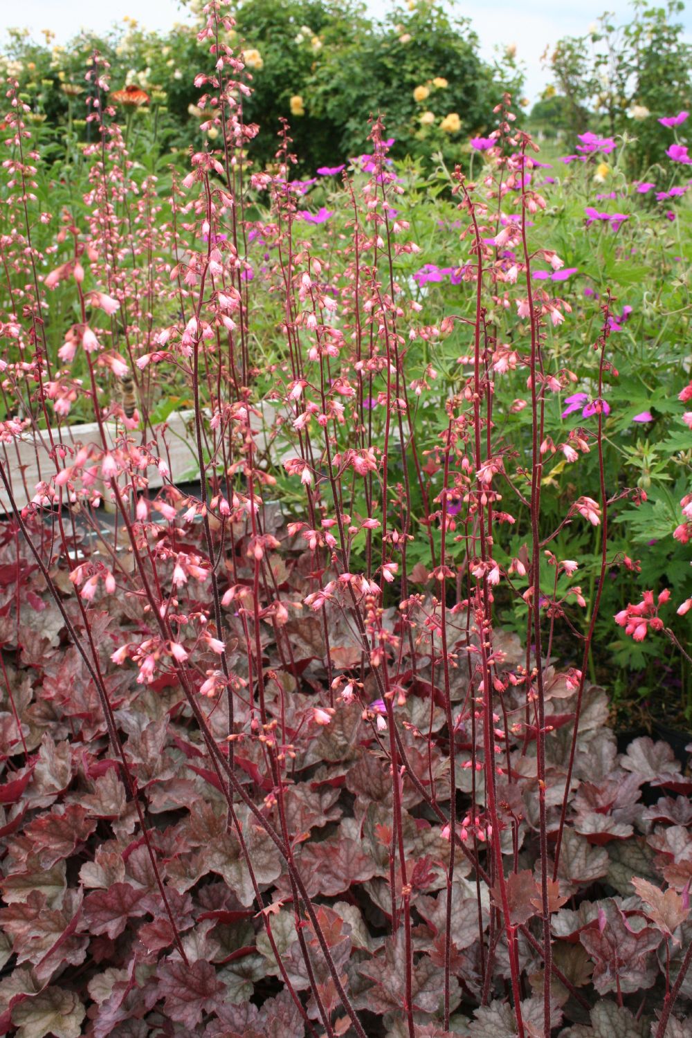 Heuchera 'Swirling Fantasy' (Purpurglöckchen)