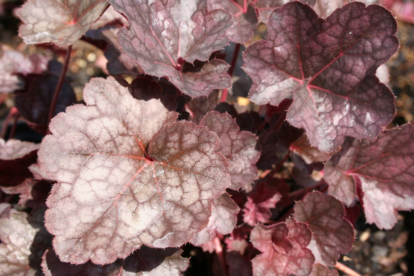Heuchera 'Swirling Fantasy' (Purpurglöckchen)