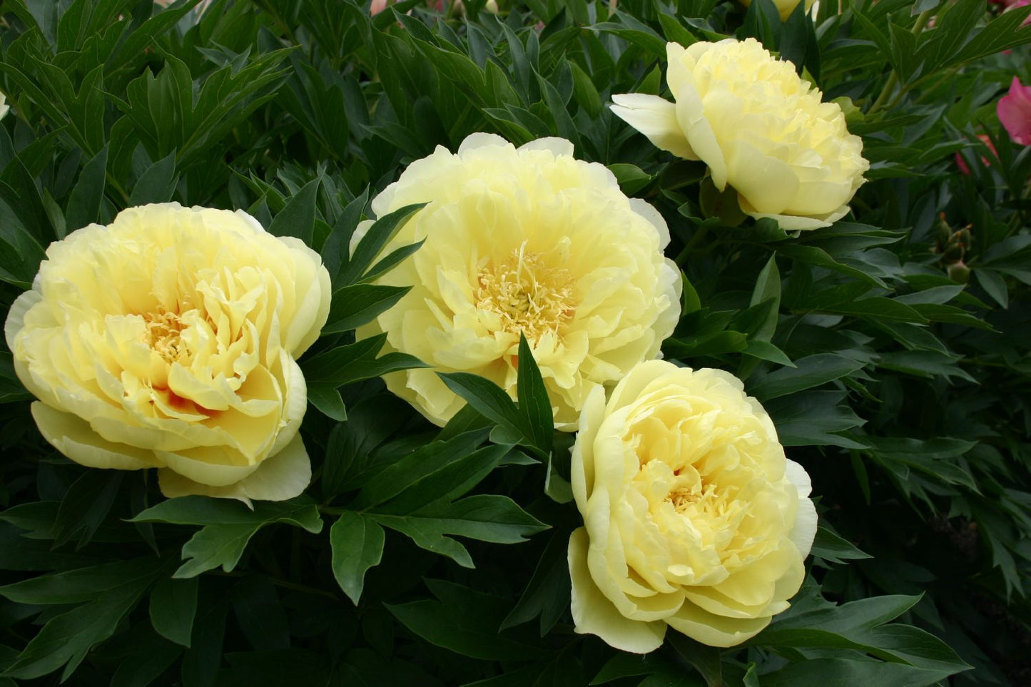 Paeonia Lutea-Hybr. 'High Noon' (Strauchpfingstrose)