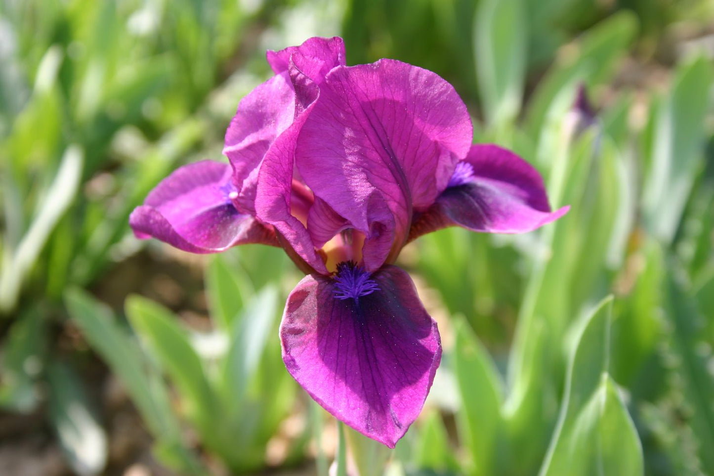 Iris Barbata-Nana 'Bembes' Zwergschwertlilie