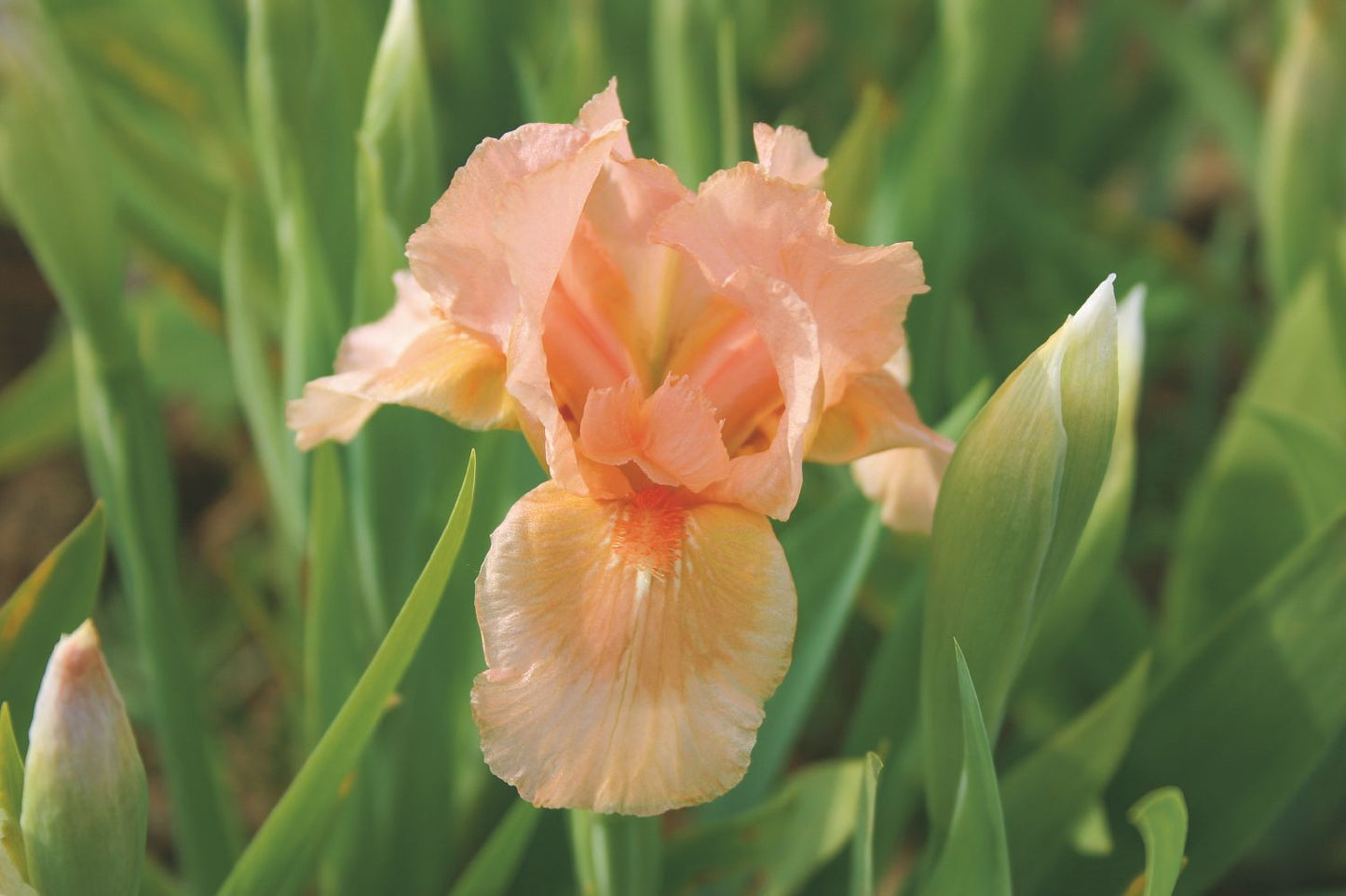 Iris Barbata-Nana 'Bright Vision' Zwergiris
