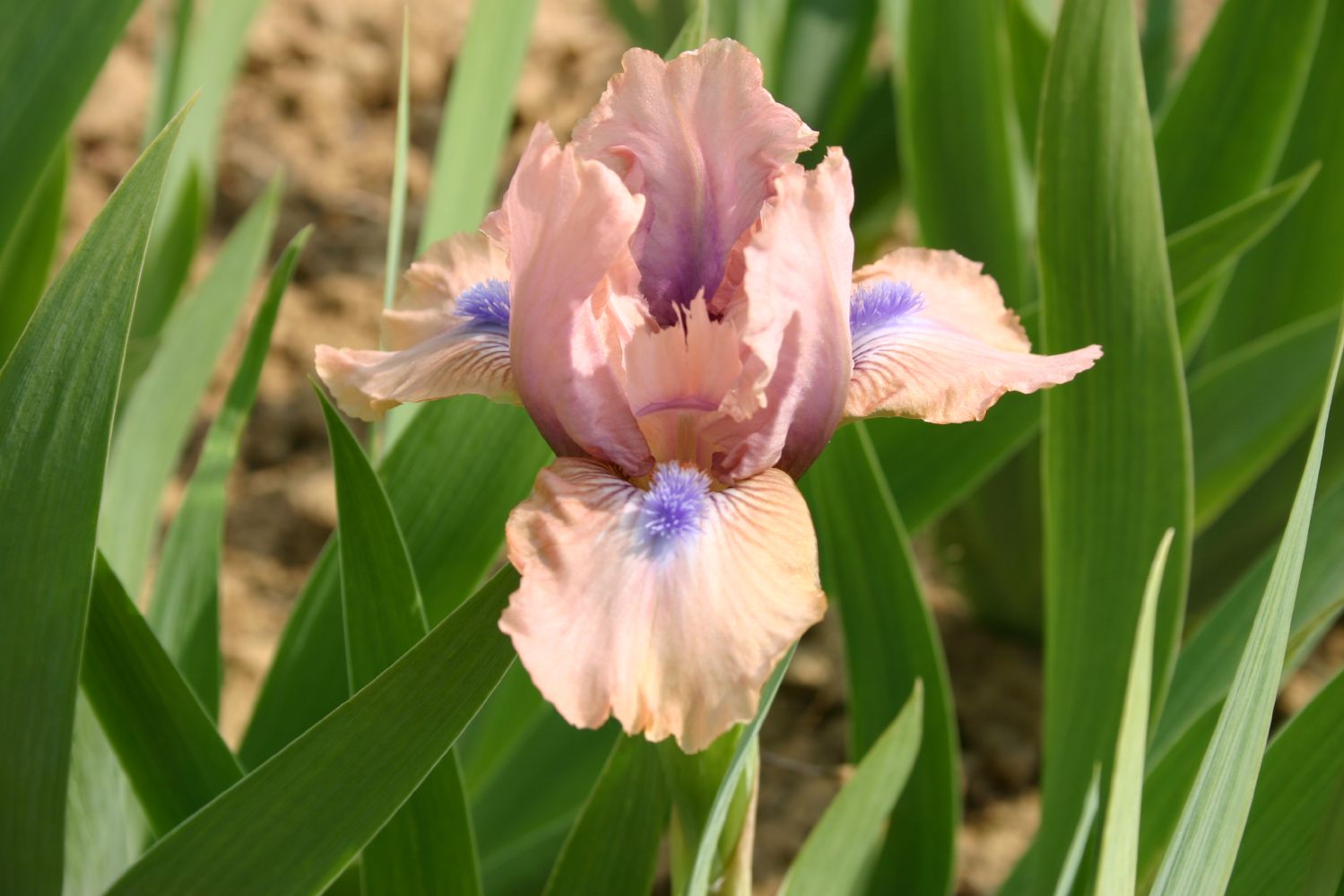 Iris Barbata-Nana 'Chanted' Zwergschwertlilie
