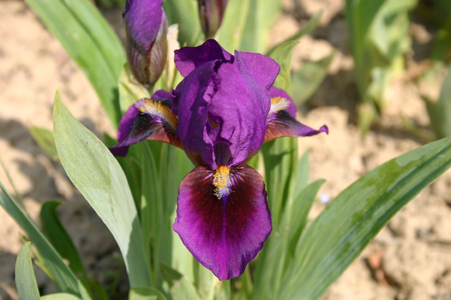 Iris Barbata-Nana 'Church Stoke' Zwergschwertlilie