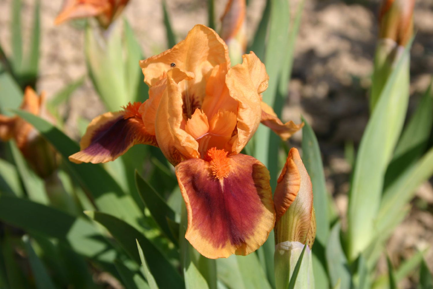 Iris Barbata-Nana 'Pele' Zwergschwertlilie