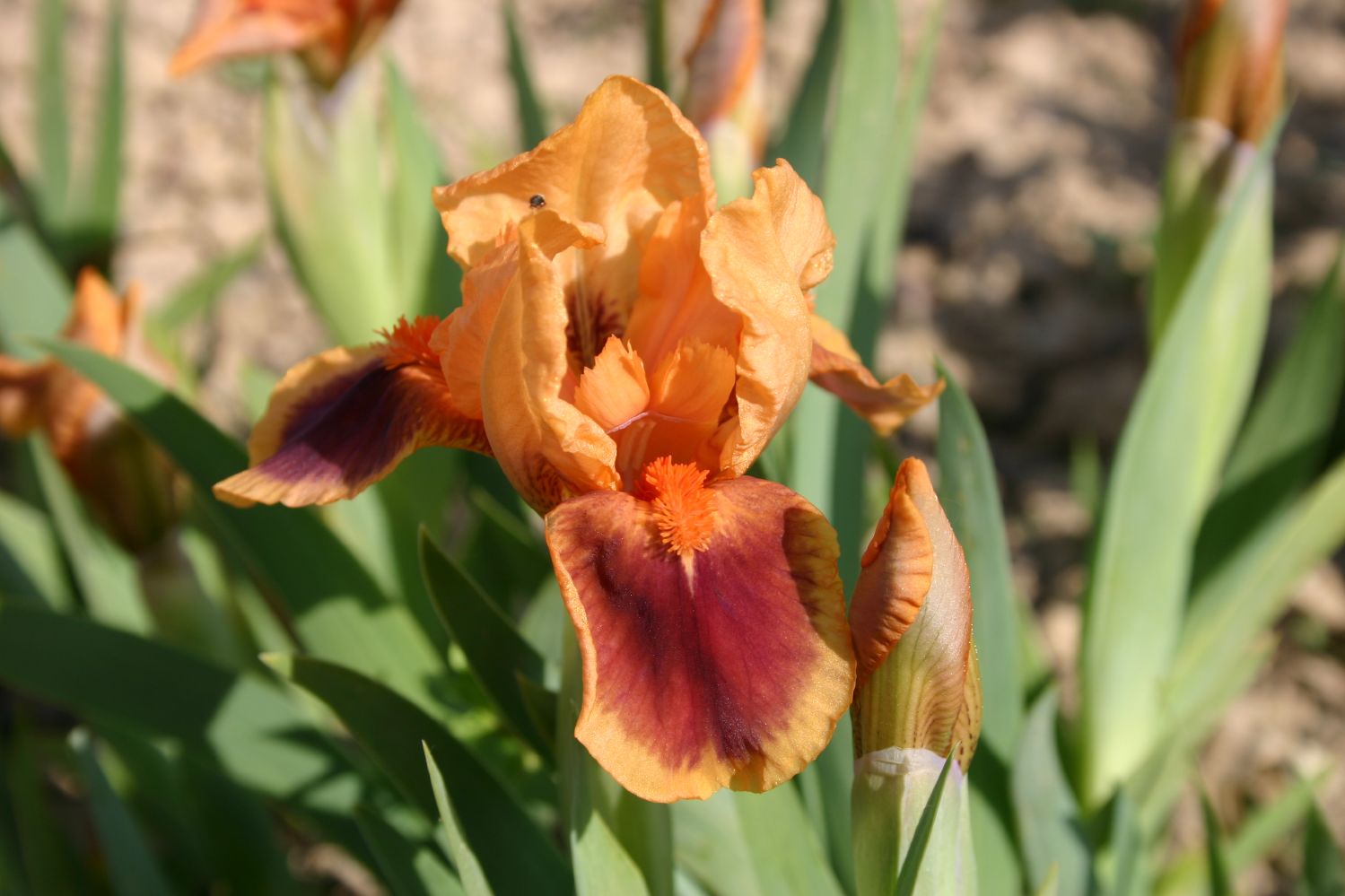 Iris Barbata-Nana 'Pele' Zwergschwertlilie