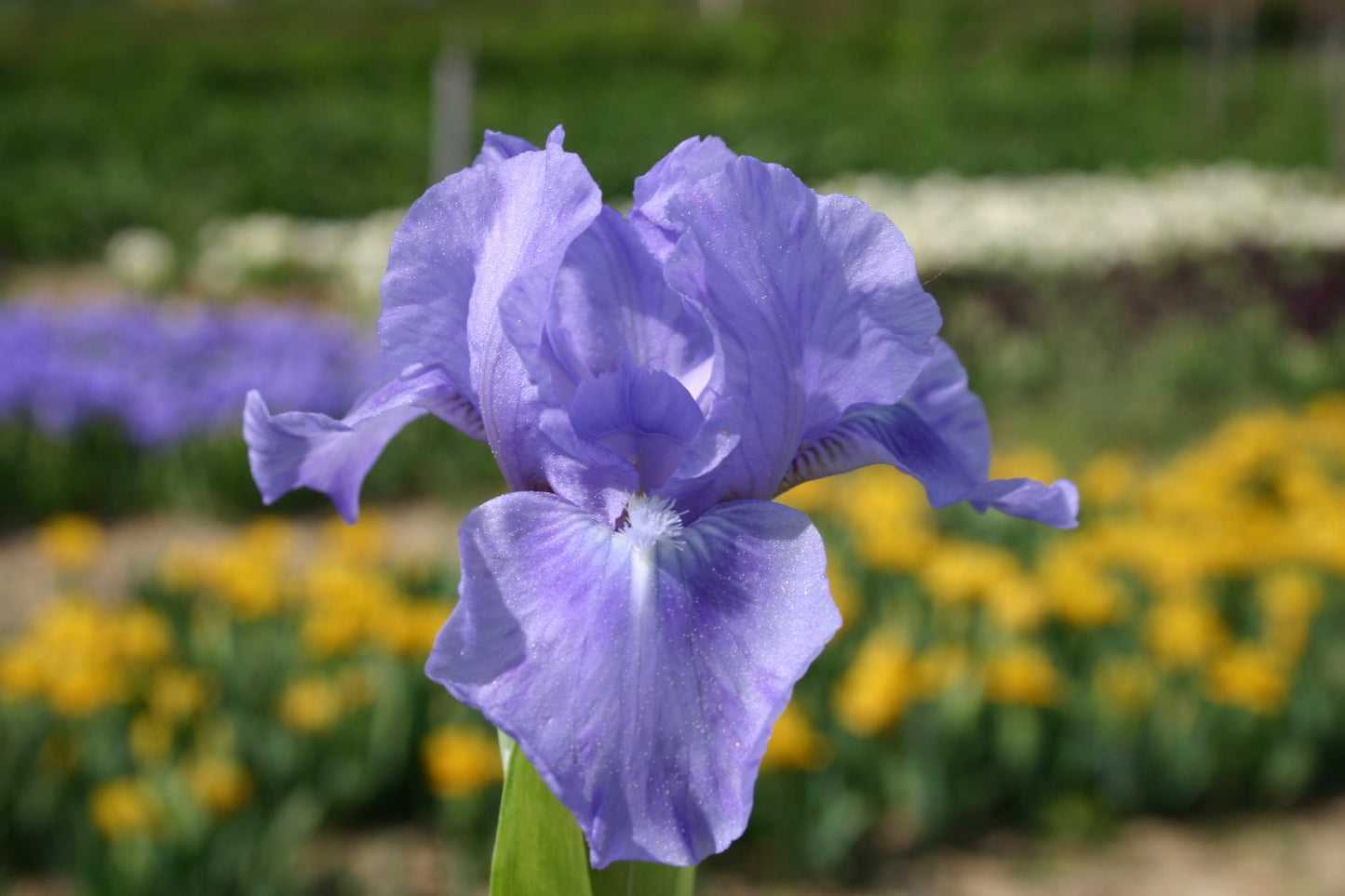 Iris Barbata-Nana 'Sapphire Gem' Zwergschwertlilie