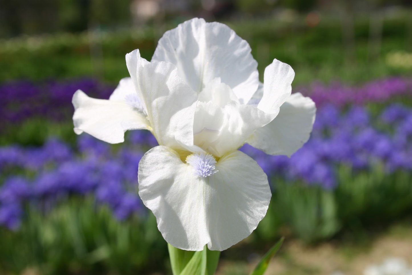 Iris Barbata-Nana 'Snow Season' Zwergschwertlilie