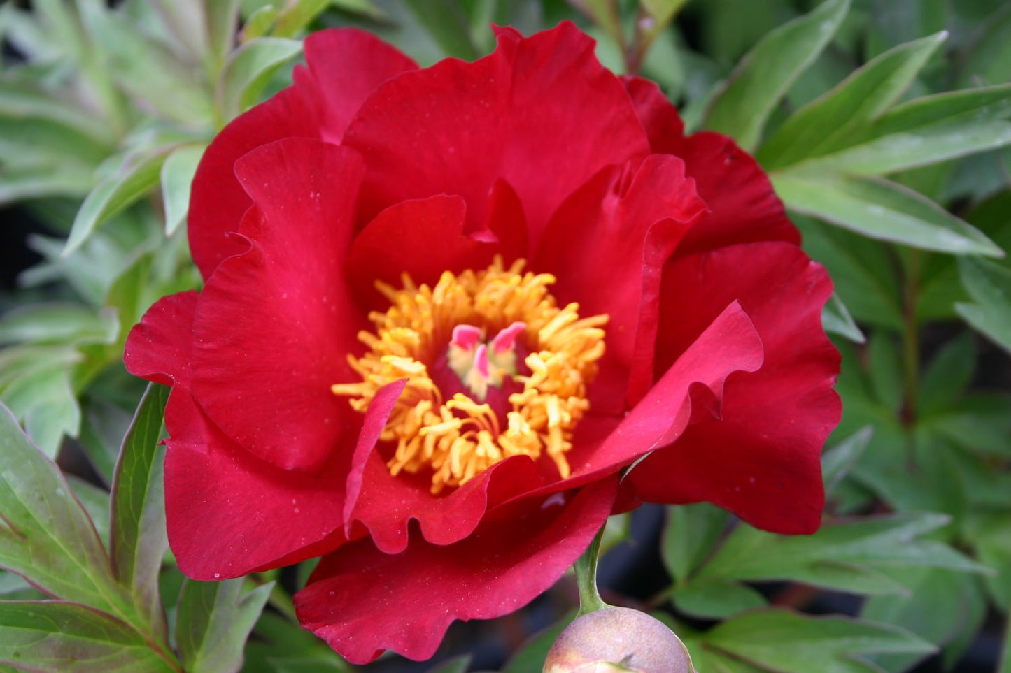 Paeonia Itoh-Hybride 'Scarlet Heaven' Intersektionelle Pfingstrose