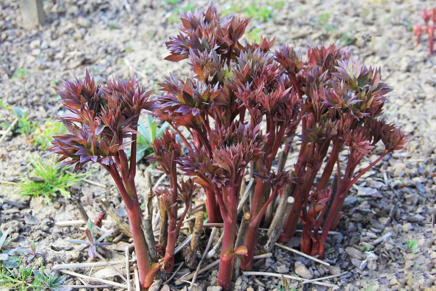 Paeonia Itoh-Hybride 'Scarlet Heaven' (Intersektionelle Pfingstrose)