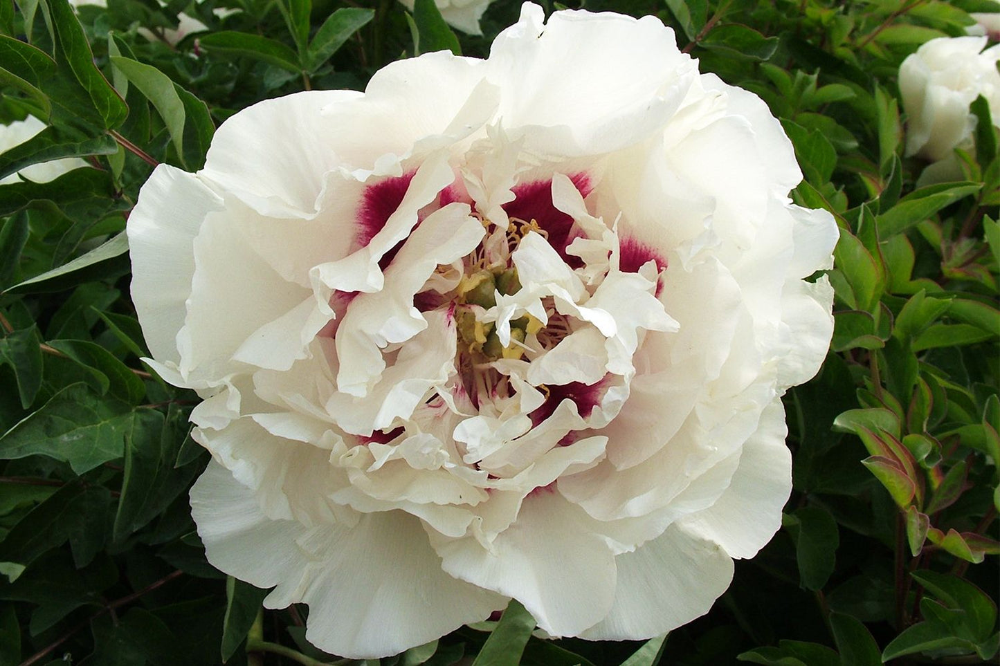 Paeonia rockii 'Gui Fu Ren' Strauchpfingstrose 'Edelfrau'
