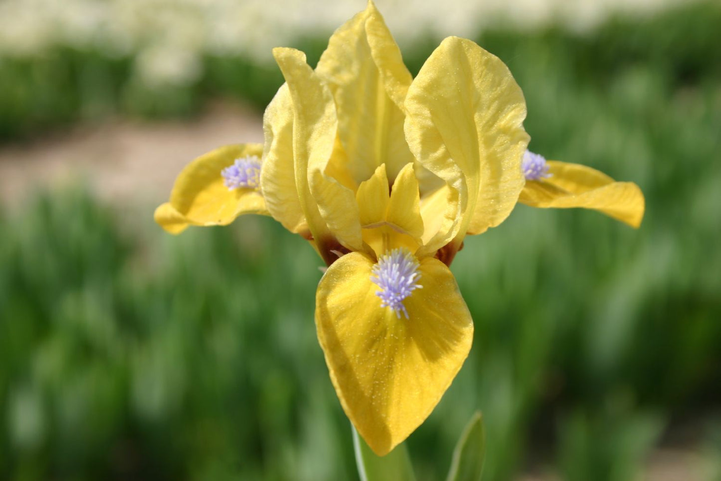 Iris Barbata-Nana 'Zipper' Zwergschwertlilie