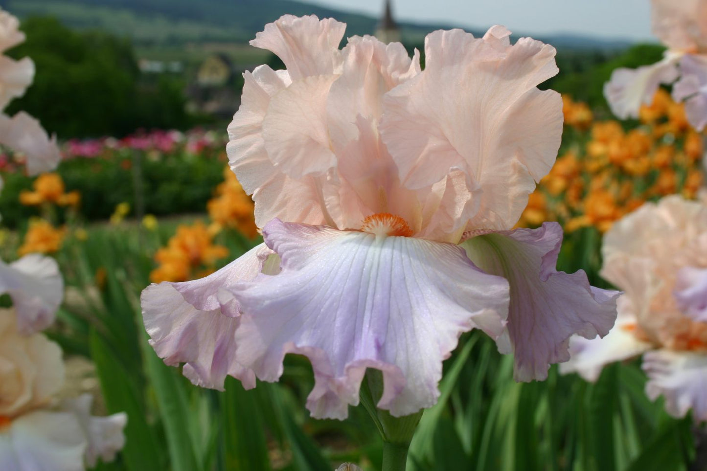 Iris Barbata-Elatior 'Celebration Song' Hohe Bartschwertlilie