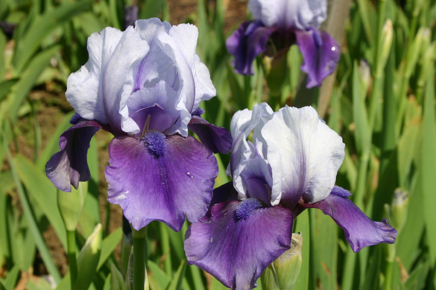 Iris Barbata-Media 'Hellcat' Mittelhohe Bartschwertlilie