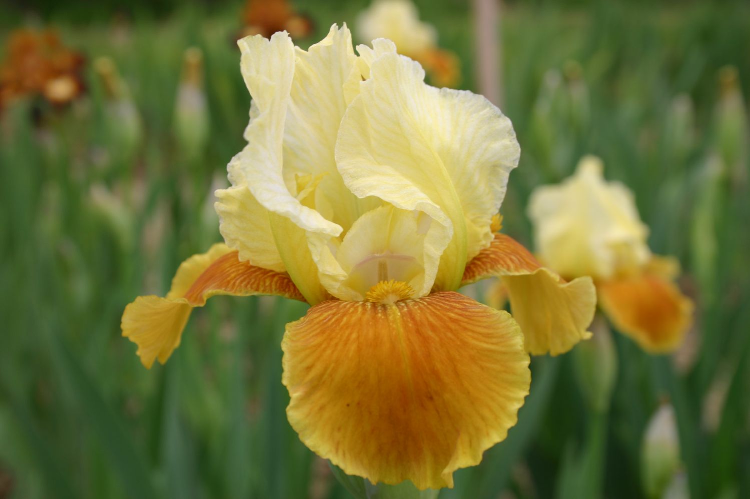 Iris Barbata-Media 'Honey Glazed' Mittelhohe Bartschwertlilie