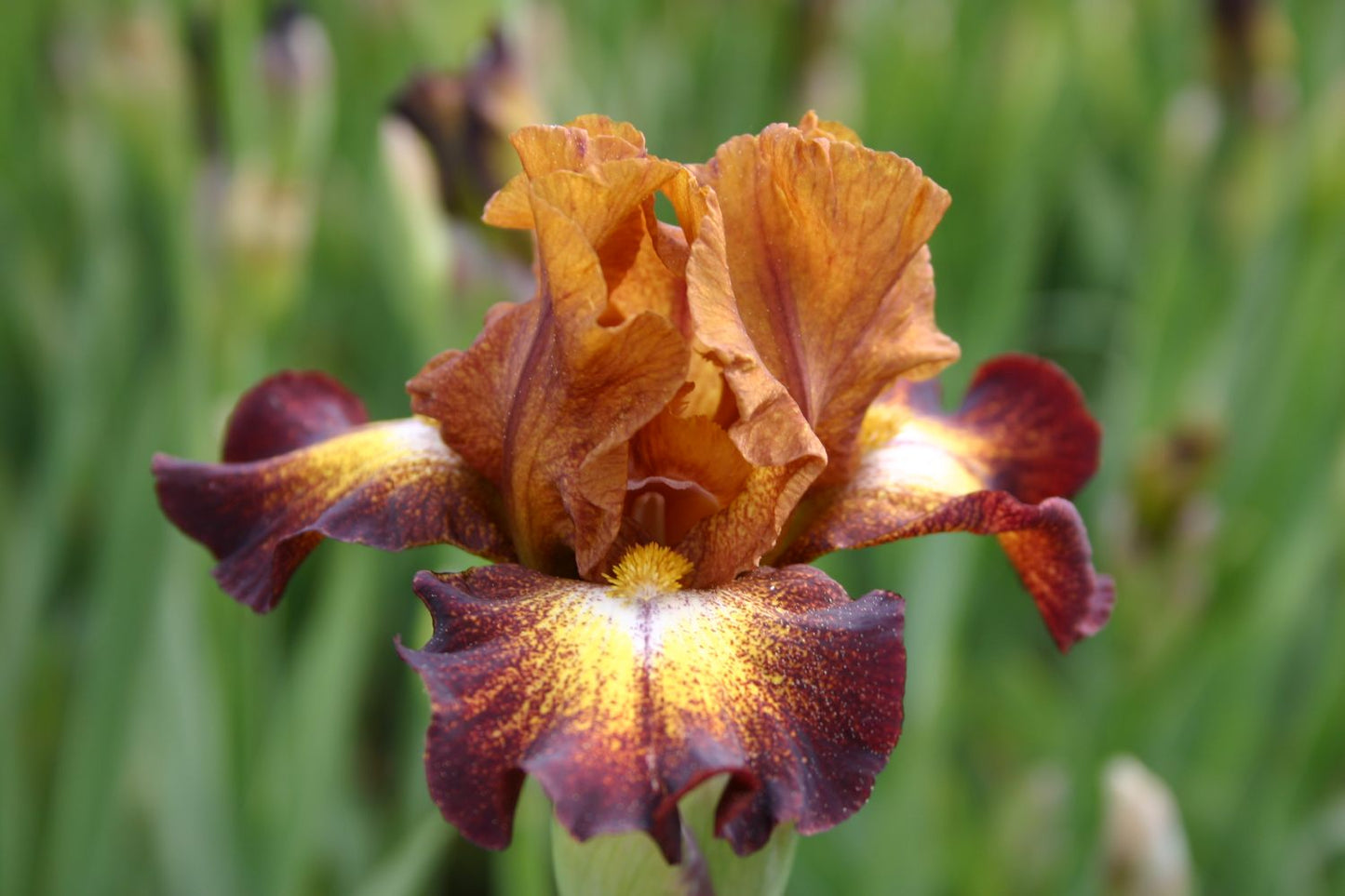 Iris Barbata-Media 'Hot Spice' Mittelhohe Bartschwertlilie