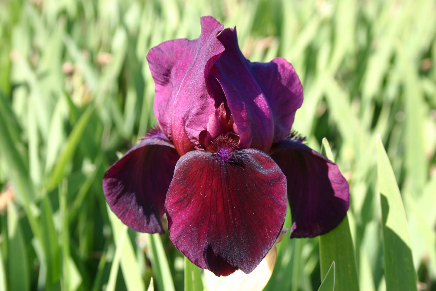 Iris Barbata-Media 'Ruby Chimes' Mittelhohe Bartschwertlilie