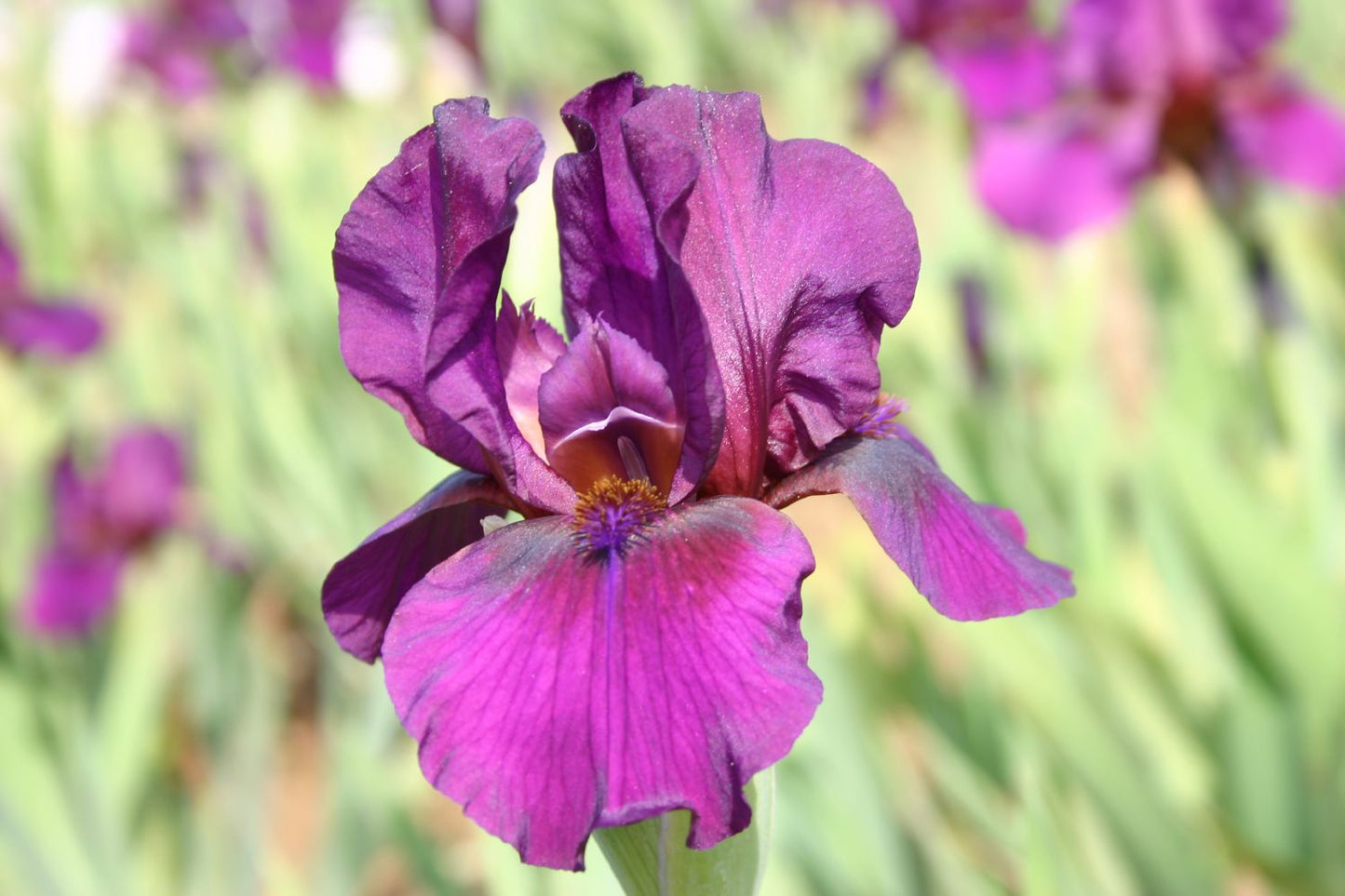 Iris Barbata-Media 'Vamp' Mittelhohe Bartschwertlilie