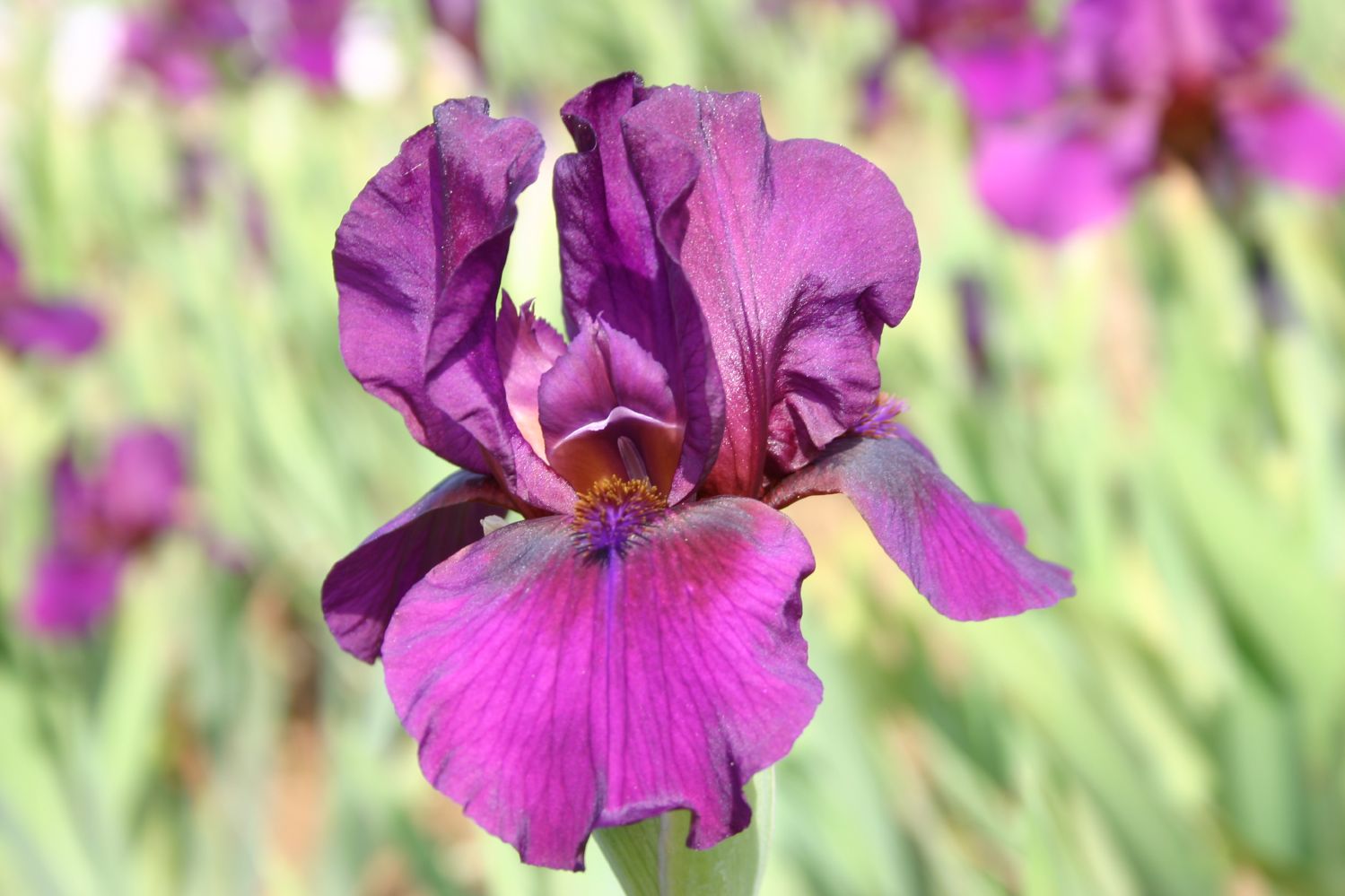 Iris Barbata-Media 'Vamp' Mittelhohe Bartschwertlilie