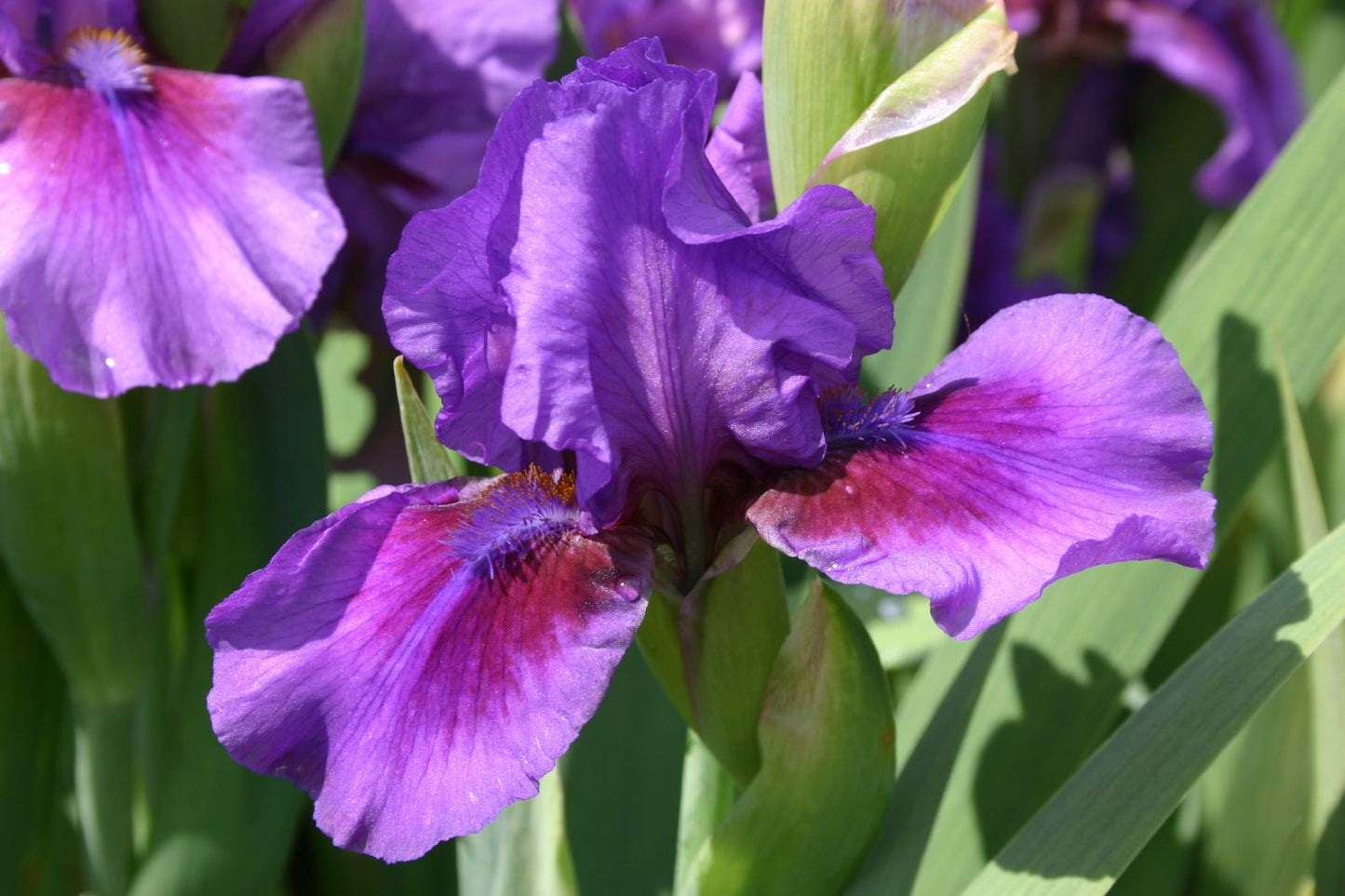 Iris Barbata-Media 'Verse' Mittelhohe Bartschwertlilie