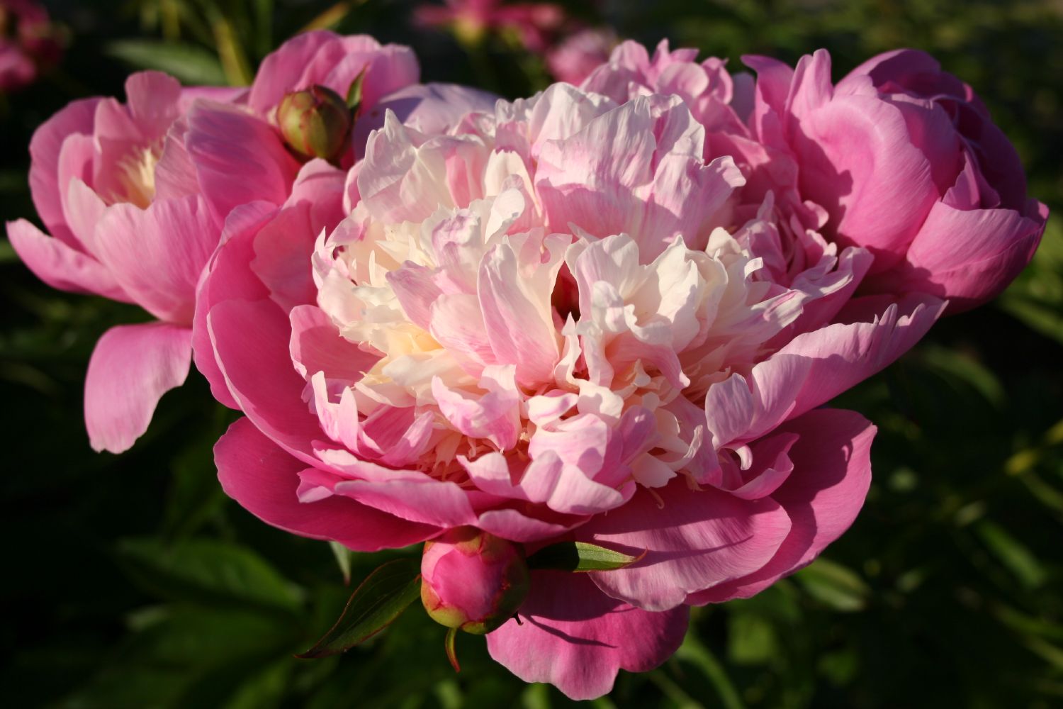 Paeonia lactiflora 'Bowl of Beauty' Staudenpfingstrose